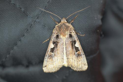 Réf. 171 431 : Xestia c-nigrum