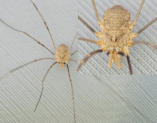 Phalangium opilio