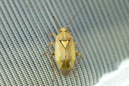 Réf. 171 629 : Lygus rugulipennis