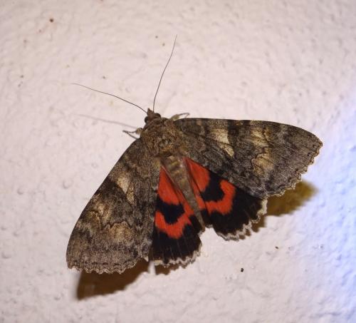 Réf. 171 994 : Catocala nupta