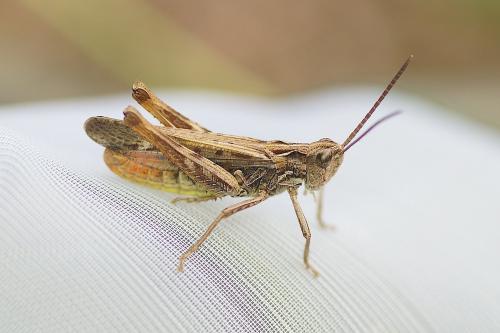 Chorthippus sp.