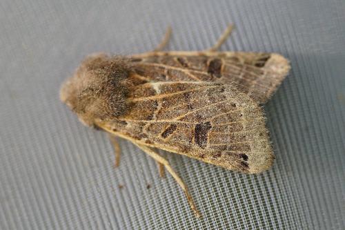 Réf. 171 939 : Agrochola lunosa