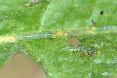 Réf. 171 971 : Mamestra brassicae