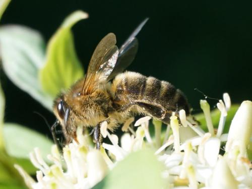 Apis mellifera