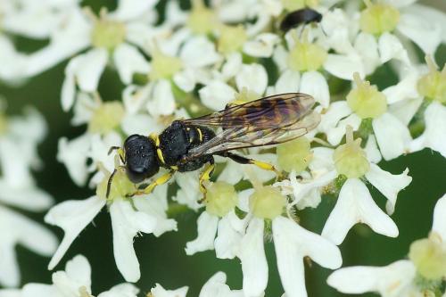 Ectemnius lituratus