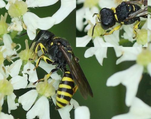 Ectemnius lituratus