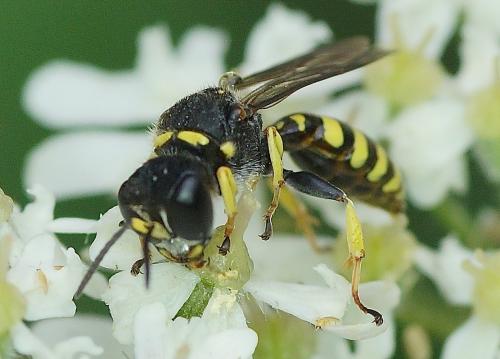 Ectemnius lituratus