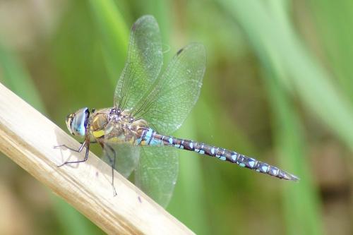 Réf. 171 304 : Aeshna mixta