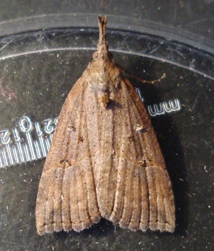 Hypena rostralis