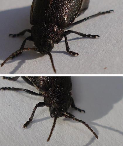 Réf. 171 803 : Galeruca sp.