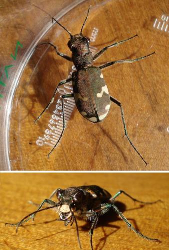 Réf. 171 872 : Cicindela sylvicola