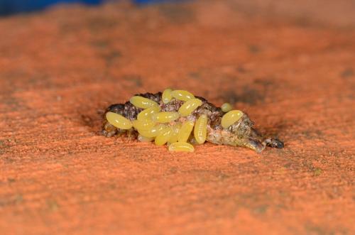 Réf. 171 917 : Autographa gamma