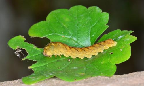Réf. 171 062 : Tenthredo campestris