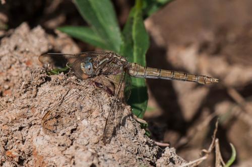 Orthetrum coerulescens