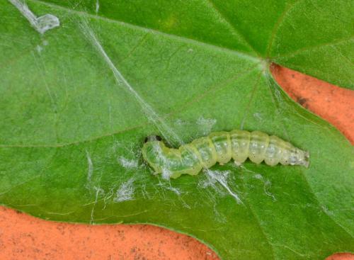 Réf. 171 914 : Anania hortulata