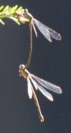 Chalcolestes viridis