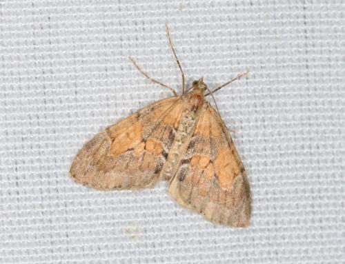 Thera sp.