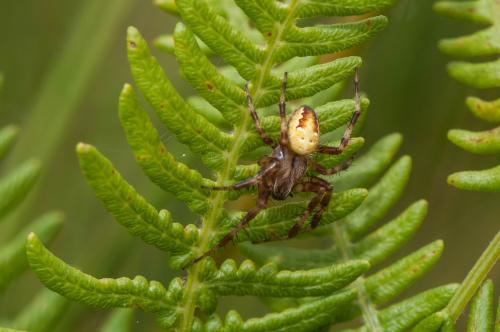 Réf. 171 938 : Araneus quadratus