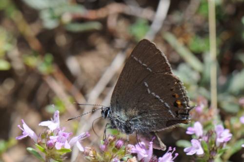 Réf. 171 579 : Satyrium spini