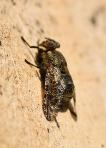 Réf. 171 296 : Platystoma sp.