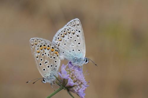 Polyommatus escheri