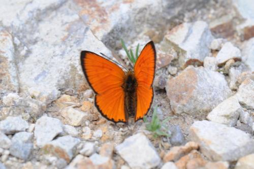 Lycaena virgaureae