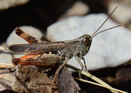 Réf. 171 769 : Chorthippus vagans vagans