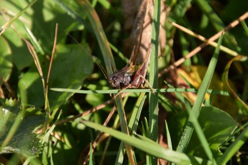 Metrioptera saussuriana