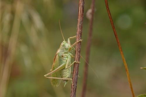 Tettigonia cantans