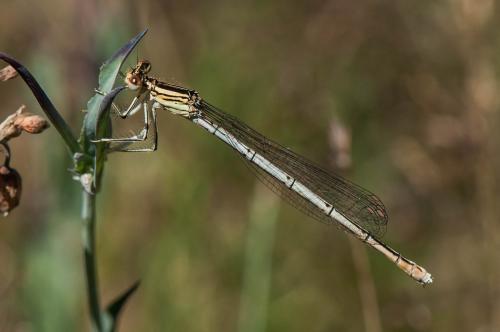 Platycnemis pennipes