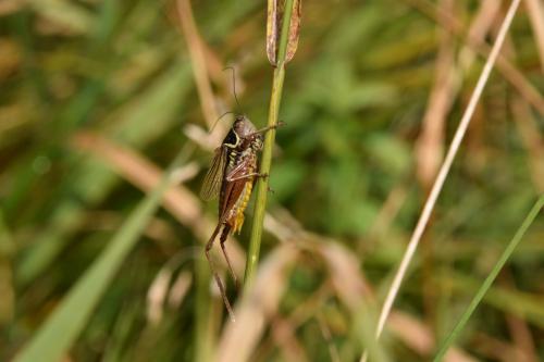 Roeseliana roeselii