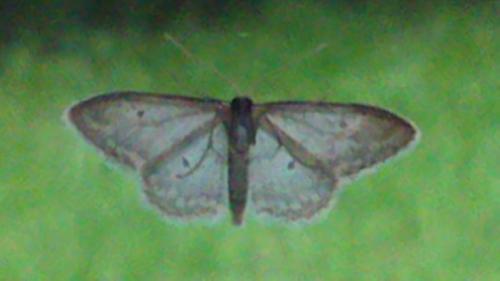 Idaea seriata