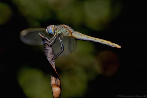 Sympetrum fonscolombii