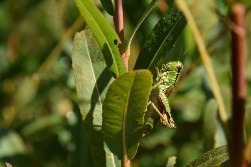 Miramella alpina subalpina