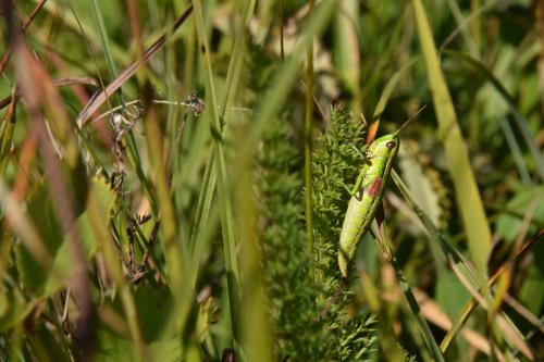 Réf. 171 364 : Euthystira brachyptera