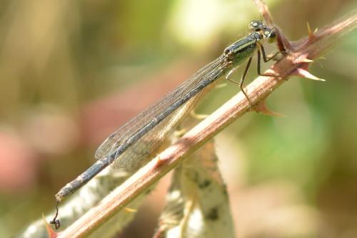 Ischnura elegans