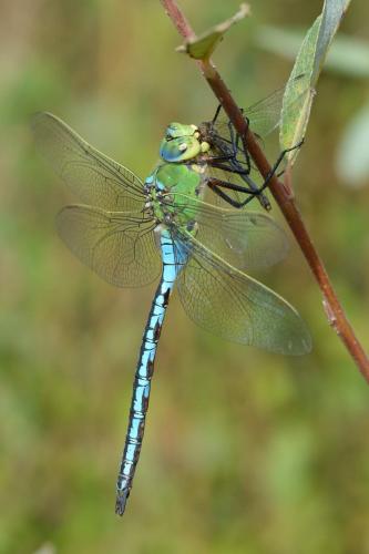 Anax imperator