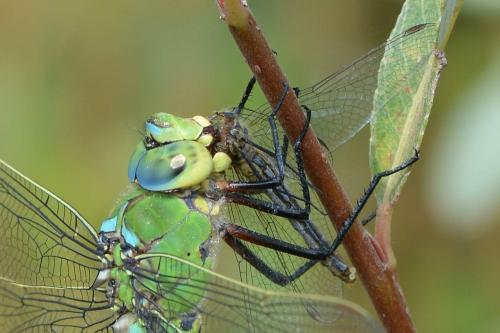 Anax imperator