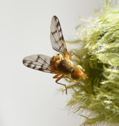 Myopites apicatus