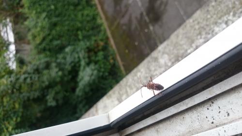 Leptoglossus occidentalis