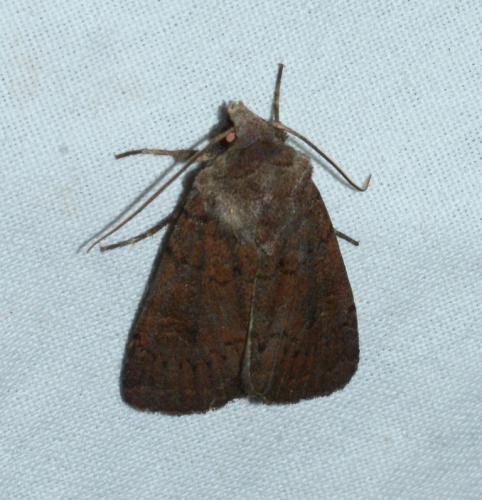 Xestia xanthographa