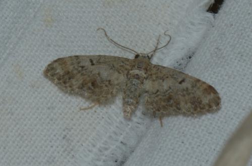 Eupithecia sp.