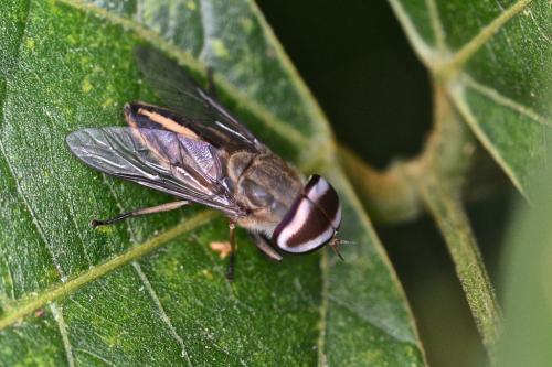 Réf. 171 429 : Tabanus sp.