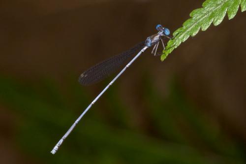 Risiocnemis sp.