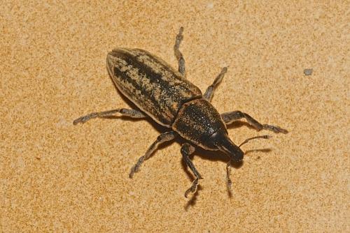 Réf. 171 426 : Lixoglyptus spartii