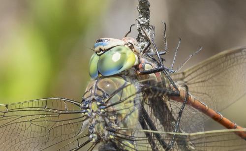 Sympetrum striolatum