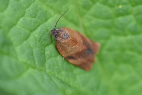 Réf. 171 775 : Cacoecimorpha pronubana