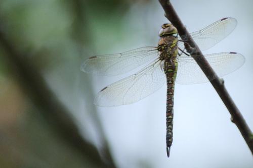 Aeshna mixta