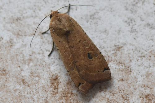 Noctua pronuba