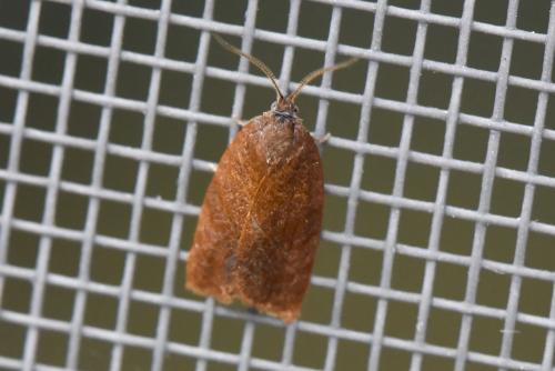 Cacoecimorpha pronubana